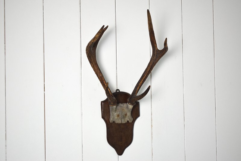 Antique Deer Antlers Mounted on Oak Shield-grumbla-lane-dsc-3436-main-638067072870034784.JPG