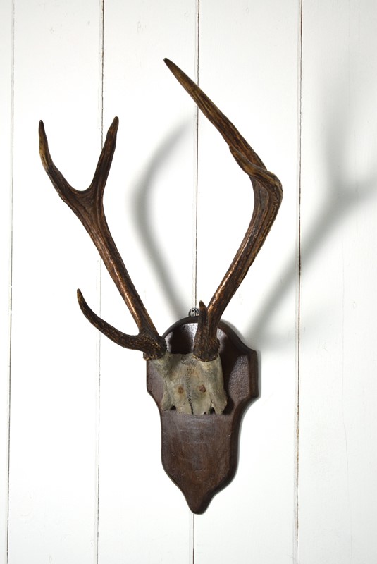 Antique Deer Antlers Mounted on Oak Shield-grumbla-lane-dsc-3439-main-638067072897534333.JPG