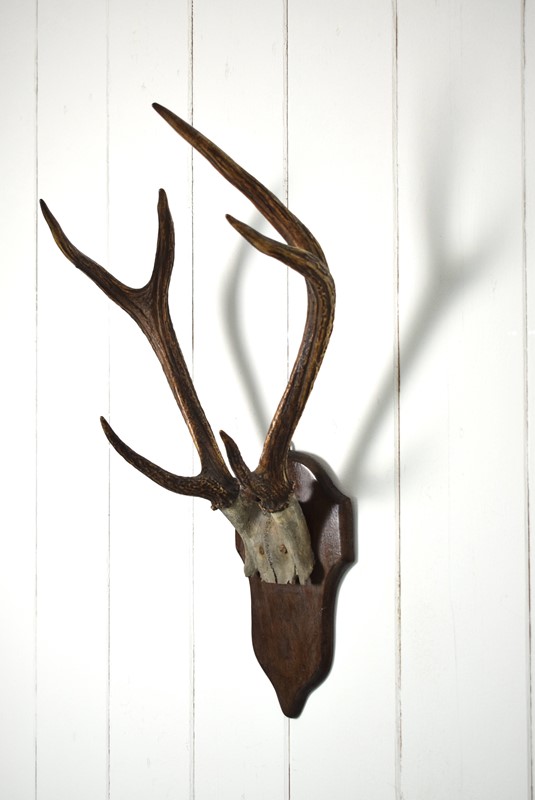 Antique Deer Antlers Mounted on Oak Shield-grumbla-lane-dsc-3440-main-638067072911596545.JPG