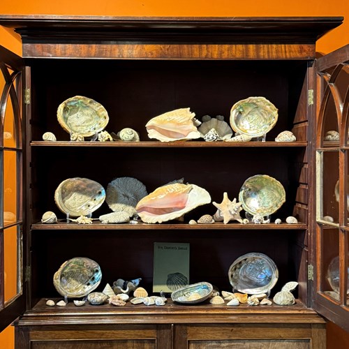 Large Collection Of Sea Shells