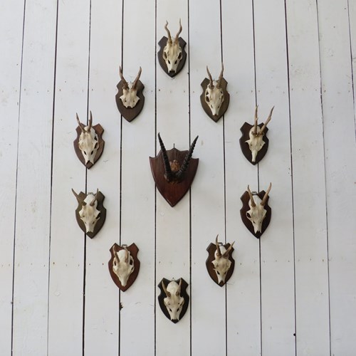 Collection Of Eleven Antlers