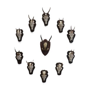 Roe Deer Antlers