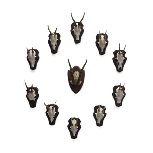 Roe Deer Antlers