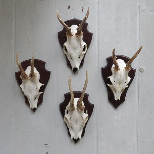 Set Of Four German Roe Deer Antlers