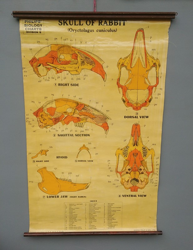 Mid-century, skull of rabbit wall chart-hunter-campbell-antiques-20220727-162445-main-637946076440879812.jpg
