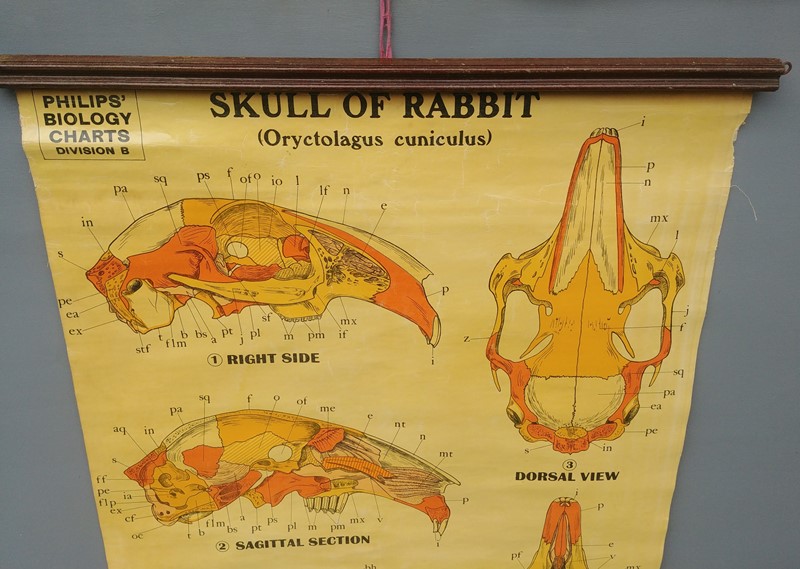 Mid-century, skull of rabbit wall chart-hunter-campbell-antiques-20220727-162515-main-637946076637753765.jpg