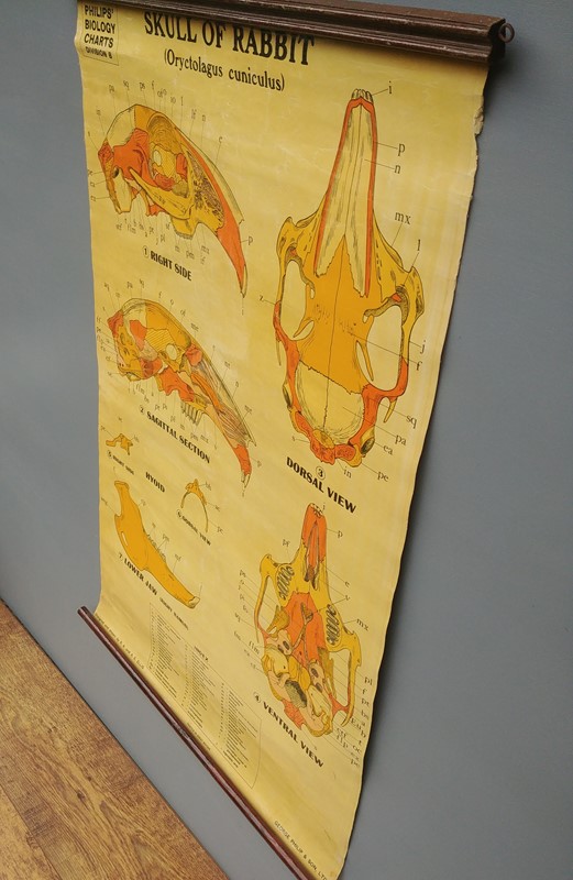 Mid-century, skull of rabbit wall chart-hunter-campbell-antiques-20220727-162749-main-637946077690405309.jpg