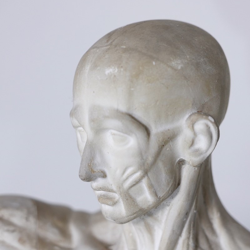 Anatomical Écorché Sculpture-joseph-berry-interiors-img-3860-main-636810126080595142.JPG