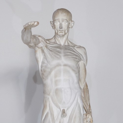 Anatomical Écorché Sculpture