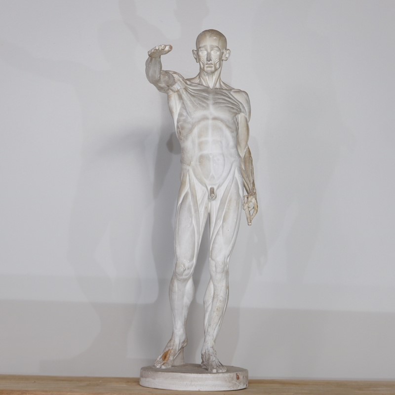 Anatomical Écorché Sculpture-joseph-berry-interiors-img-3864-main-636810126103090912.JPG