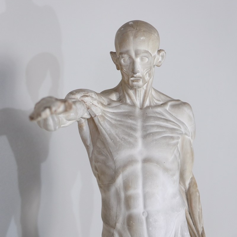 Anatomical Écorché Sculpture-joseph-berry-interiors-img-3867-main-636810126125594614.JPG