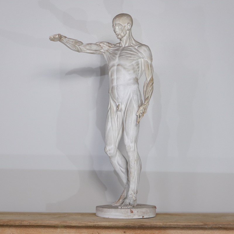 Anatomical Écorché Sculpture-joseph-berry-interiors-img-3869-main-636810126142934146.JPG