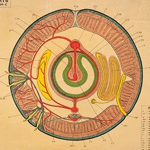 Wall Chart Showing The Anatomy Of An Earthworm. 