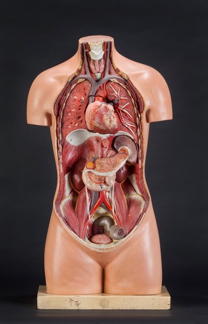 Anatomical Torso with Removable Heart by SOMSO-ljw-antiques-0063_front_main_636081851499476698.jpg