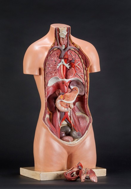 Anatomical Torso with Removable Heart by SOMSO-ljw-antiques-0063_fullfigureheartout_main_636081850920531010.jpg