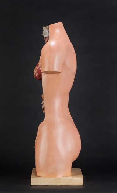 Anatomical Torso with Removable Heart by SOMSO-ljw-antiques-0063_side_main_636081851351737122.jpg