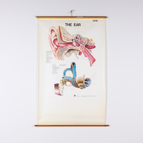 "The Ear" Adam Rouilly Medical / Anatomical Wall Chart