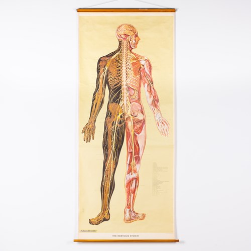 "The Nervous System" Adam Rouilly Medical / Anatomical Wall Chart