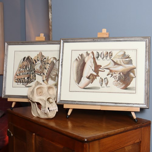 Engravings Of Seashells (Pair), Pub. Florence 1742