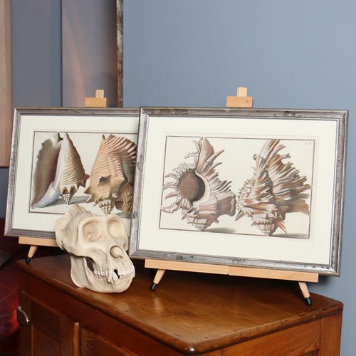 Four Hand Coloured Engravings Of Seashells