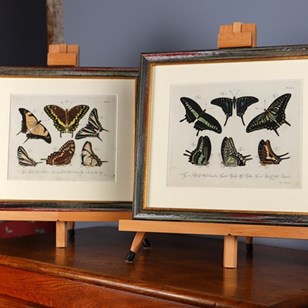Exceptional Butterfly Engravings (P...
