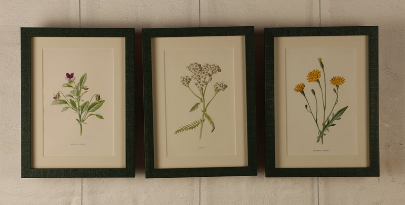 Set Of Three Botanical Prints-lodestar-decorative-img-8116-main-638185747053750481.JPG