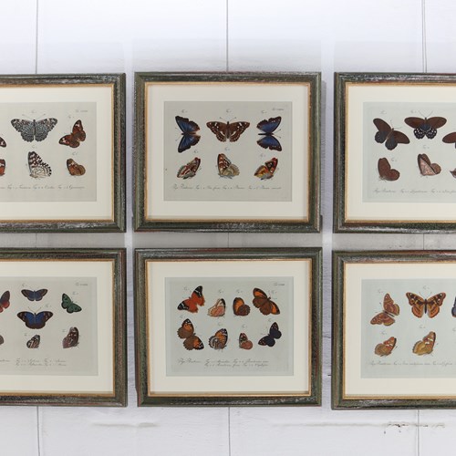 Exceptional Hand Coloured Jablonsky Butterfly Engravings 