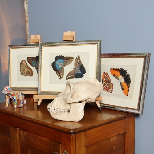 Exceptional Jablonsky Butterfly Engravings