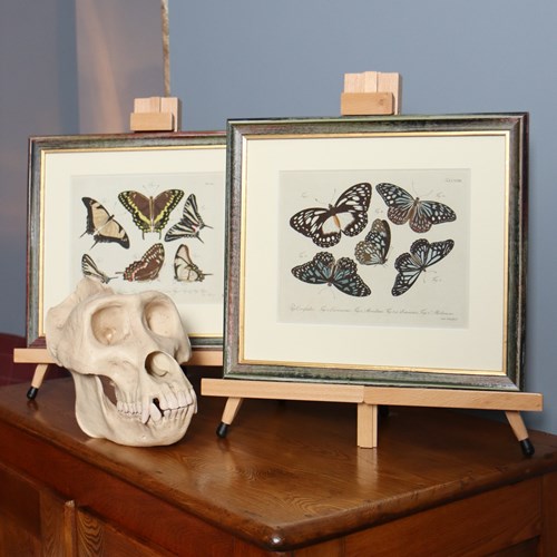 Exceptional Coloured Butterfly Engravings