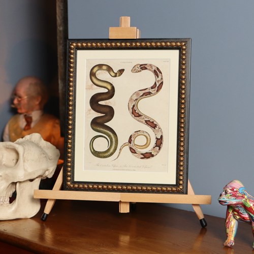 Albertus Seba Serpents Engraving