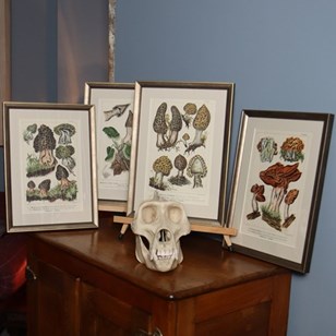 Fritz Leuba Mushroom Lithographs