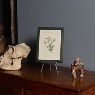 Stork's Bill Botanical Print