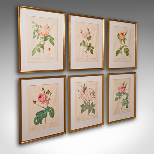 Set Of 6 Vintage Botanical Prints, English, Framed Flower Study, Art, Circa 1990