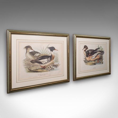 Pair Of Antique Duck Pictures, Framed Wildlife Art Prints, Lithograph, Victorian