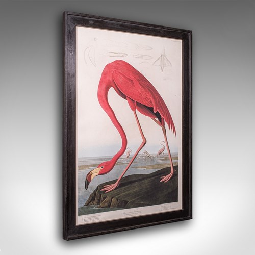Large Vintage Flamingo Picture, English, Framed Print, JJ Audubon, Wildlife Art