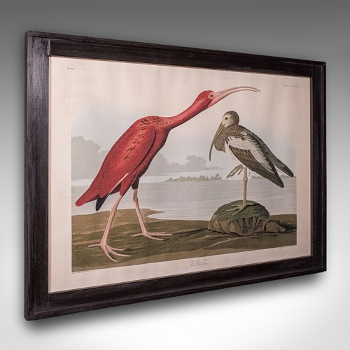 Vintage Scarlet Ibis Picture, English, Framed Print, JJ Audubon, Wildlife Art