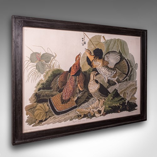 Vintage Ruffed Grouse Picture, English, Framed Print, JJ Audubon, Wildlife Art