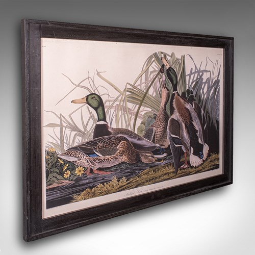Vintage Mallard Duck Picture, English, Framed Print, JJ Audubon, Wildlife Art