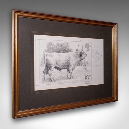 Artist's Proof Sketch, English, Framed Drawing, Barry Driscoll, Chillingham Bull