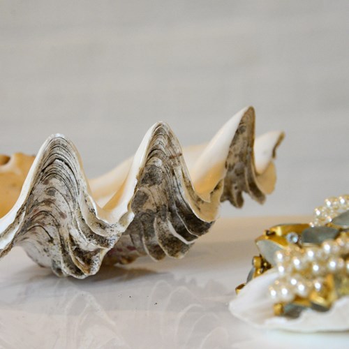 Clam Shell 28Cm