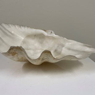 Clam Shell 33Cm