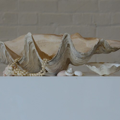 Large Clam Shell 50Cm