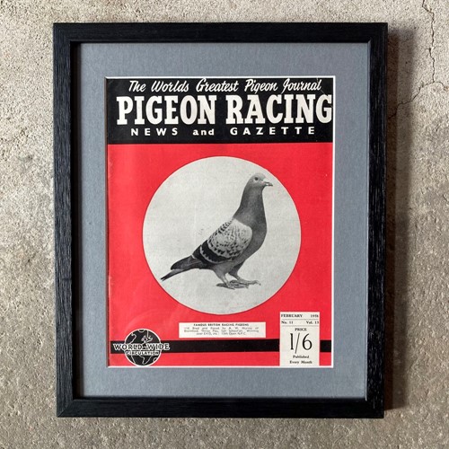Vintage racing pigeon print - 'Murray' - No.11