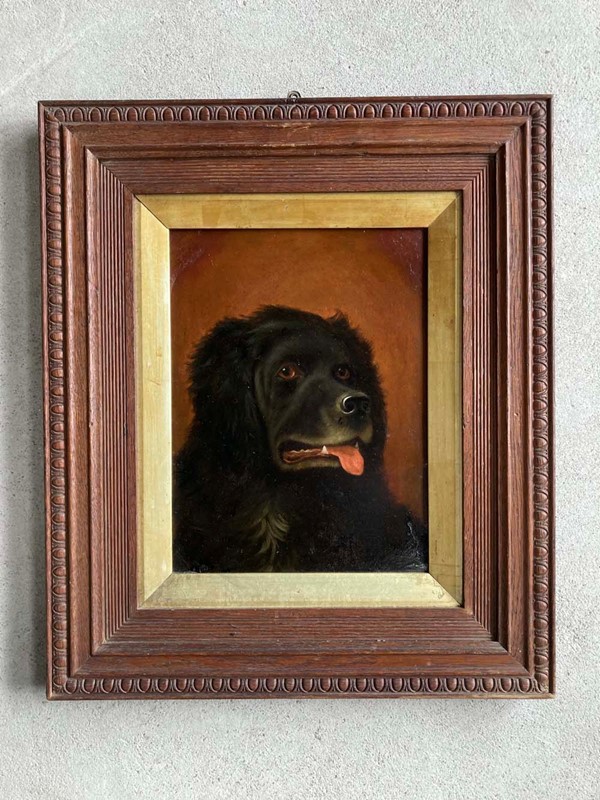 Antique Newfoundland dog portrait-marc-kitchen-smith-ks7264-img-7314-1000px-main-637842261926448803.jpg