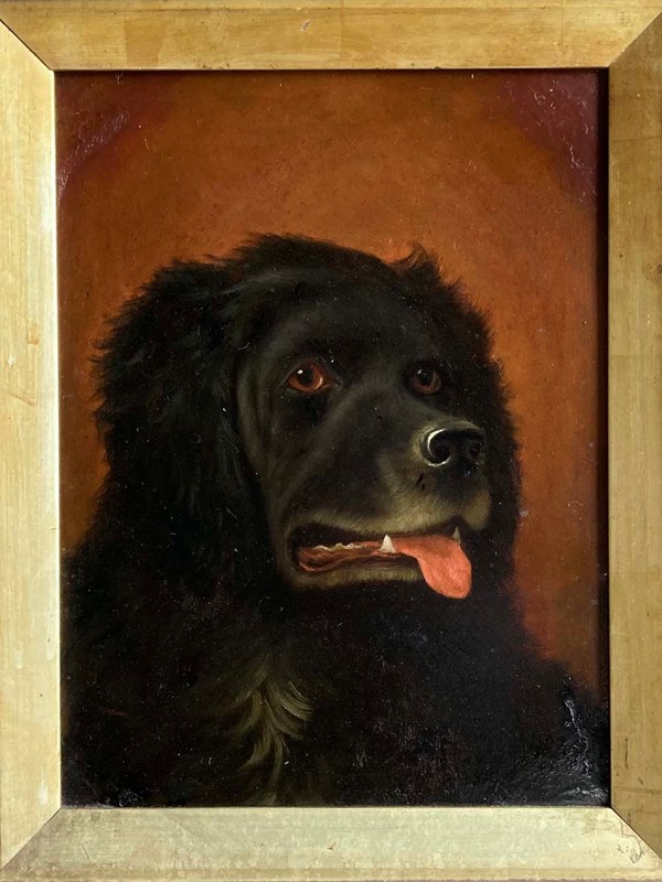 Antique Newfoundland dog portrait-marc-kitchen-smith-ks7264-img-7314ed-1000px-main-637842261933167309.jpg