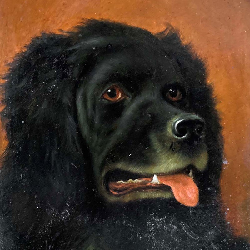 Antique Newfoundland dog portrait-marc-kitchen-smith-ks7264-ks7264-img-5921ed-1000px-main-637842261819886446.jpg