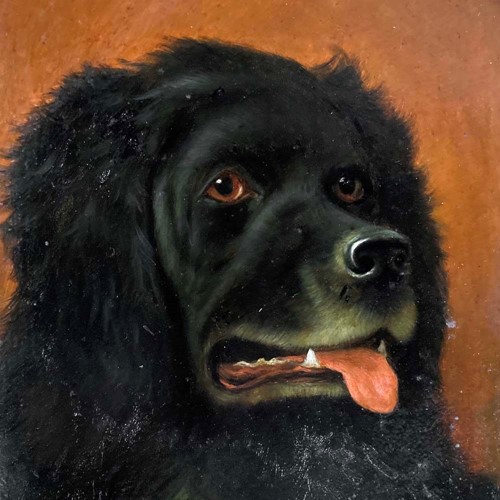 Antique Newfoundland dog portrait