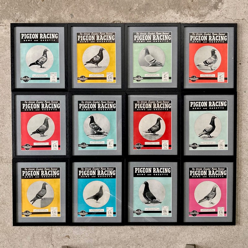 Vintage racing pigeon print - 'Scarisbrick Queen'-marc-kitchen-smith-ks7720-img-4689-1000pxjpeg-main-638054021875650247.jpg
