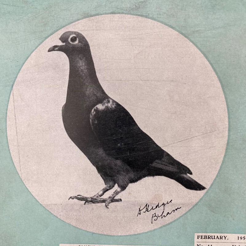 Vintage racing pigeon print - 'Scarisbrick Queen'-marc-kitchen-smith-ks7720a-img-4265-1000pxjpeg-main-638054021715965186.jpg
