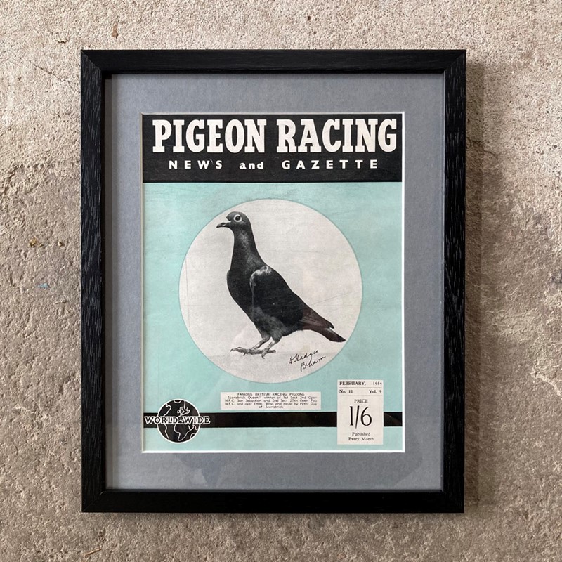 Vintage racing pigeon print - 'Scarisbrick Queen'-marc-kitchen-smith-ks7720a-img-4545-1000pxjpeg-main-638054021622685386.jpg